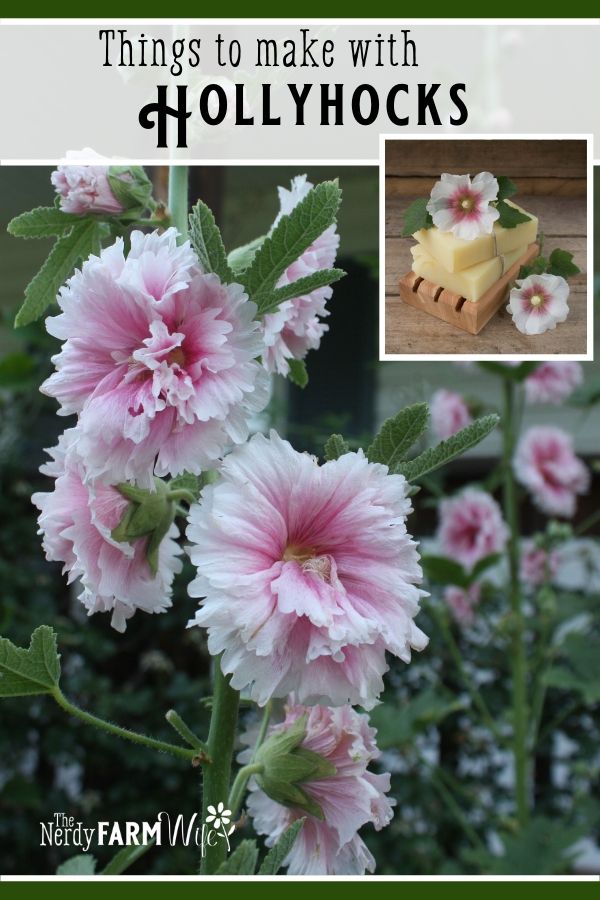 pink hollyhock flowers which have healthful benefits and uses