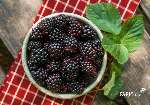 fresh blackberries in a bowl with a red checked towel