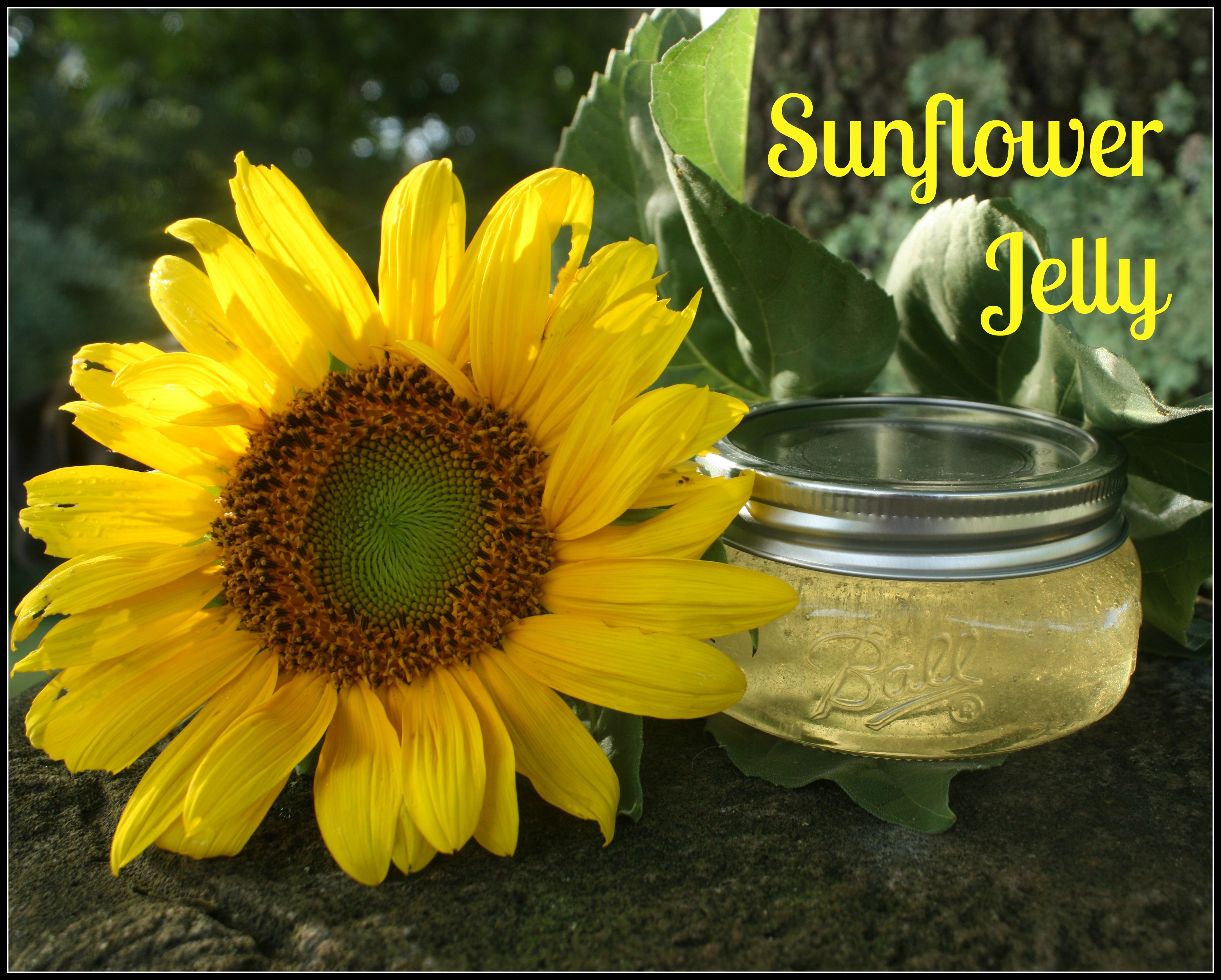 Sunflower Jelly