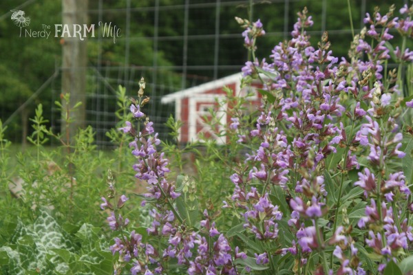 sage flowers in the garden