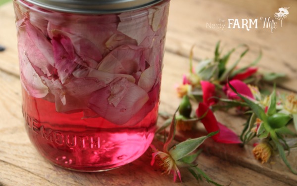 Rose Petals Infused in Hot Water