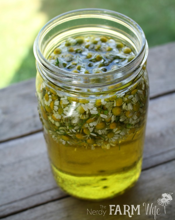 infusing chamomile flowers for homemade shampoo