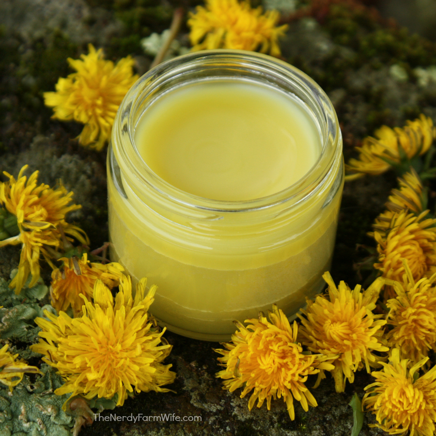 Dandelion Salve Recipe – The Nerdy Farm Wife