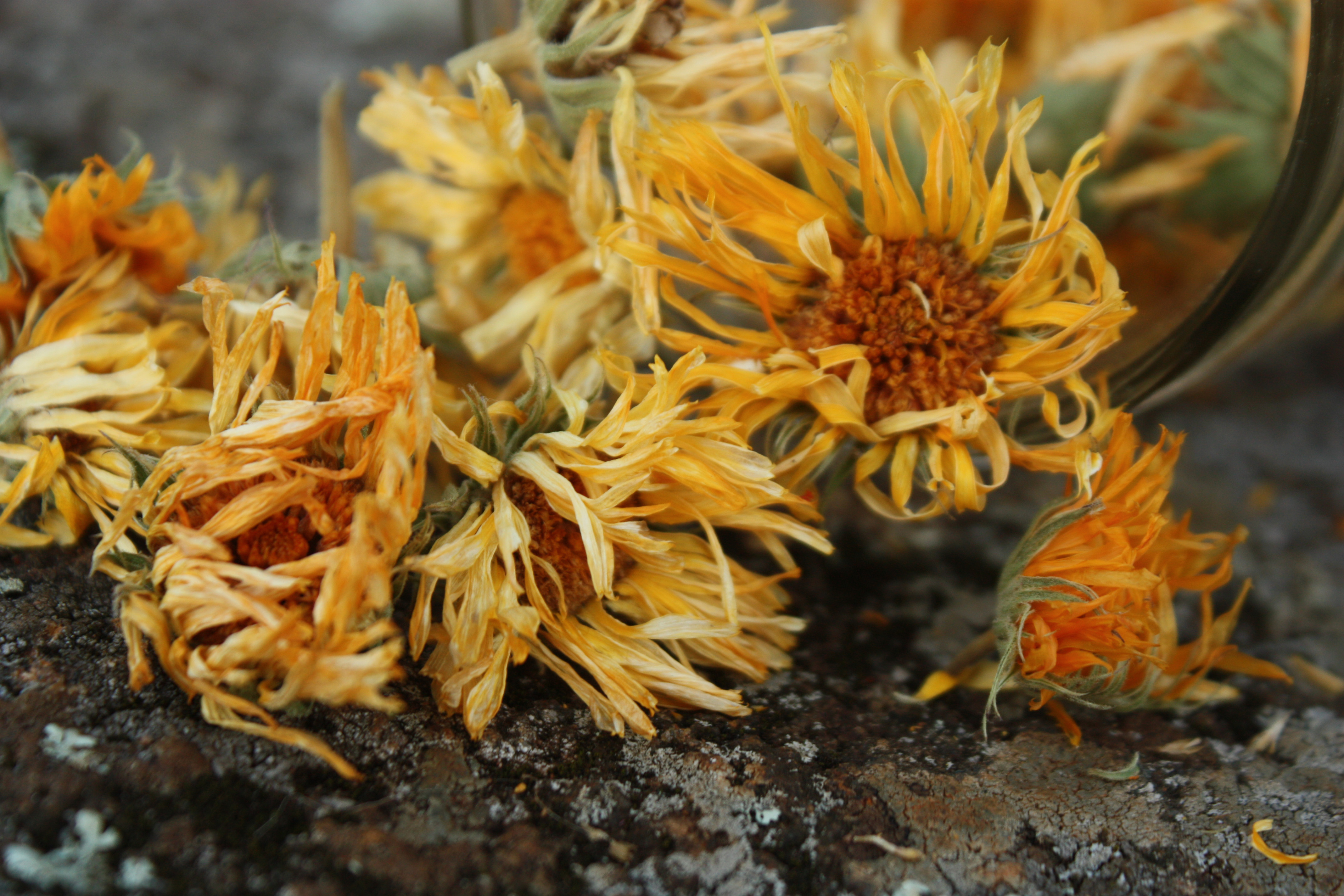 Dried Calendula Flowers