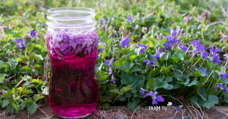 jar of violet flower vinegar outdoors with fresh violets