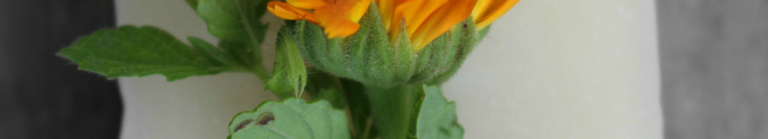 Calendula Soap Recipe