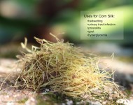 Corn Silk Uses