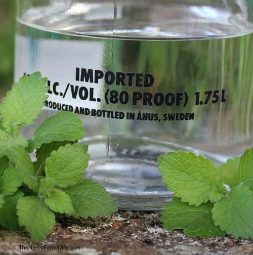 fresh lemon balm and bottle of vodka