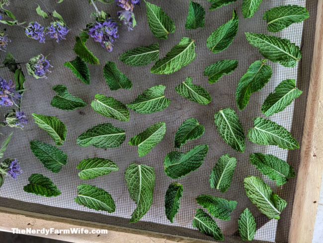 drying rack with mint leaves and bee balm flowers