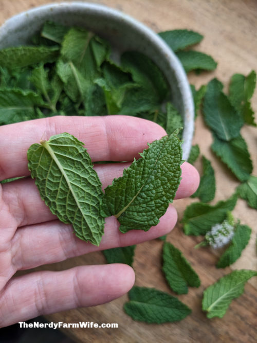 woman's hand holding fresh mint leaves