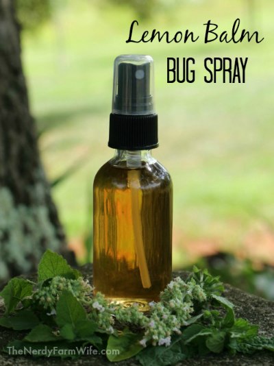 clear glass spray bottle filled with diy homemade lemon balm bug spray natural repellent, text says: "Lemon Balm Bug Spray"