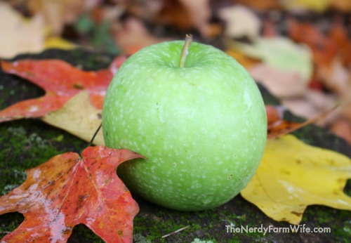 apple in fall leaves