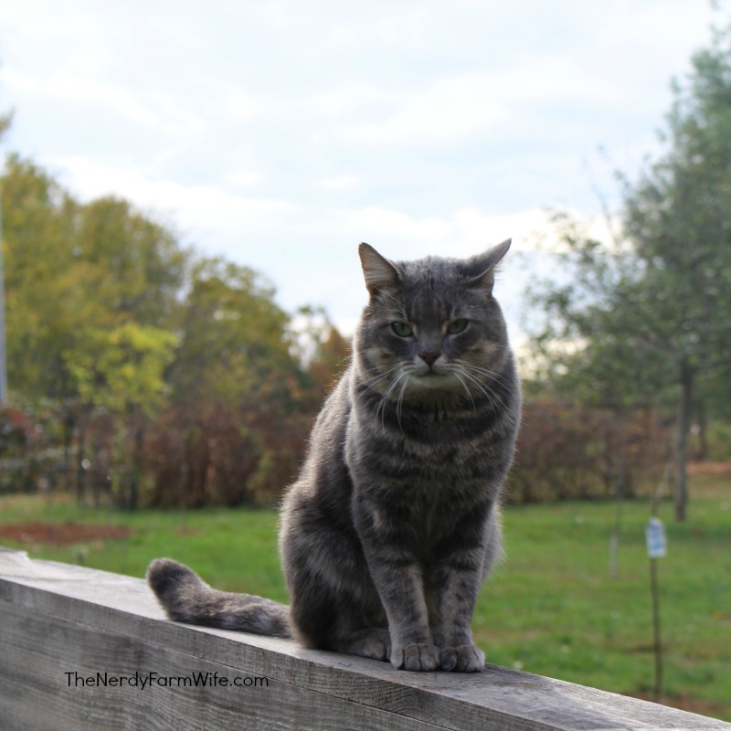 Rascal the Rescue Kitty