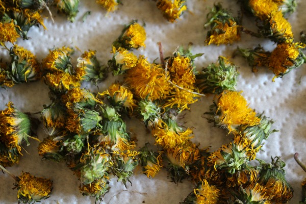 Drying Dandelions