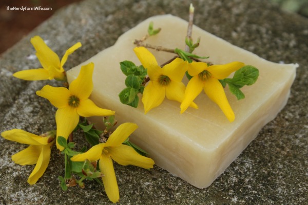 forsythia cold process soap recipe