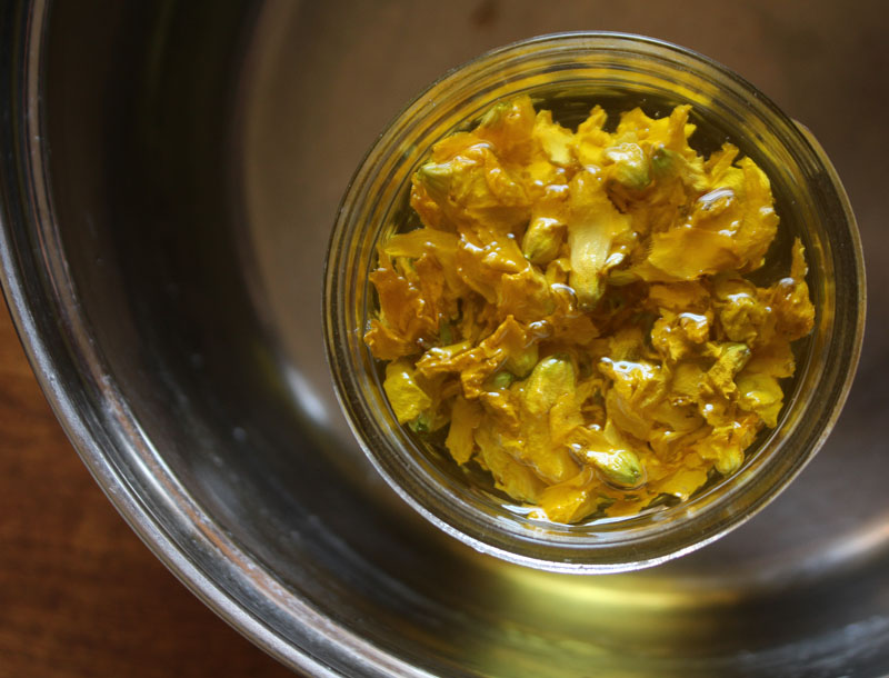 infusing forsythia flowers in olive oil