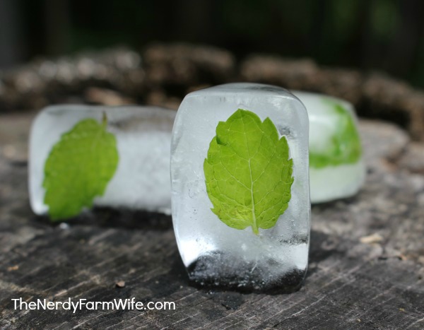 Mint Ice Cubes Recipe