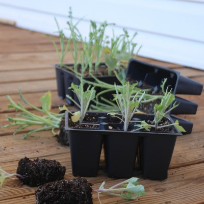 Broccoli plants decimated by the chickens.