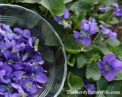 Collecting Violet Flowers for Violet Glycerite