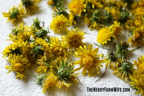 Drying Dandelions on a paper towel