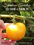 Seed Starting & Planting Tips for Heirloom Tomatoes