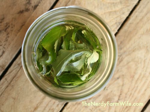 Elder Leaves Infusing In Oil