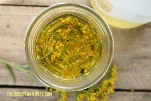 Goldenrod Flowers Infusing In Oil