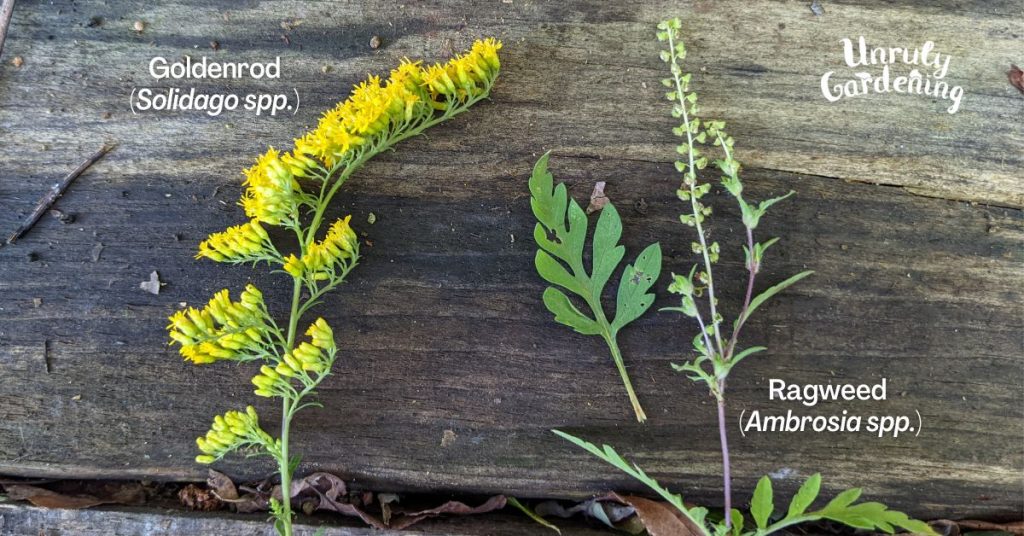 goldenrod and ragweed comparison