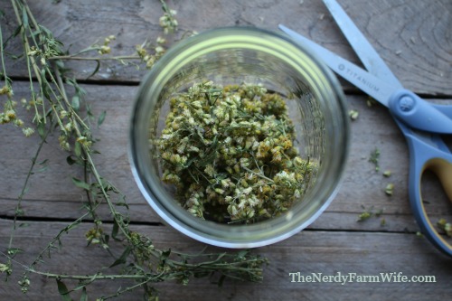 Dried Goldenrod for Making Infused Oil for Soap