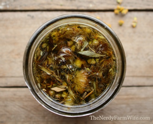 Infusing Oil with Dandelion Goldenrod Comfrey and Arnica