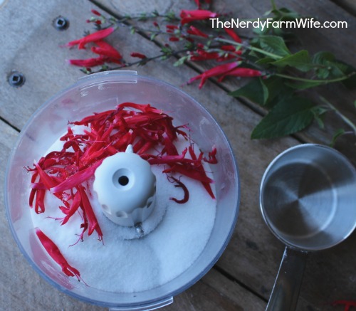 pineapple sage flowers and sugar ready to combine in mini food processor