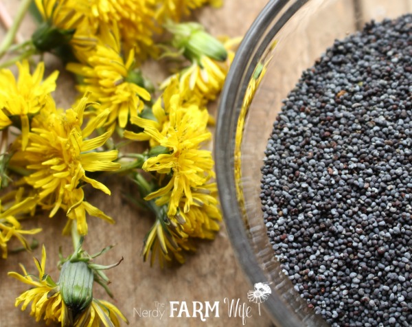 Dandelions & Poppy Seeds for Dandelion Scrub Bar Soap Recipe