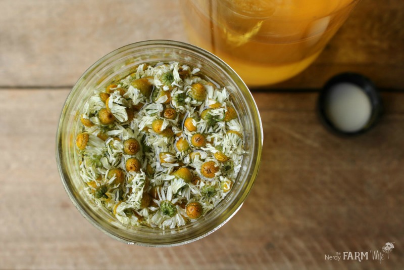 Chamomile Flowers Infusing in Oil