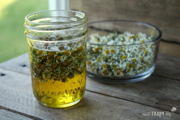 chamomile infusing in oil