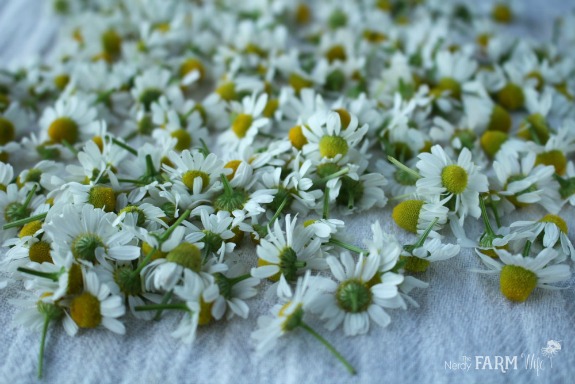 drying chamomile flowers for making tea