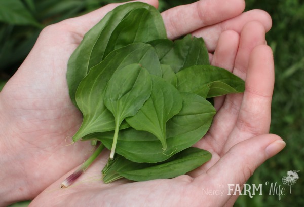 handful of plantain leaves for poultice