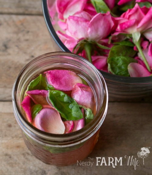 jar of rose petals and basil in kombucha