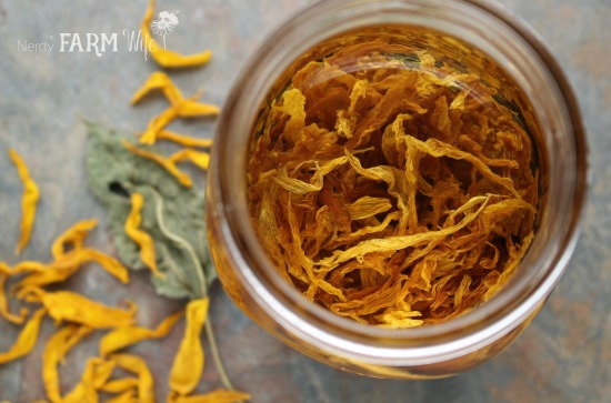 sunflower petals infusing in olive oil