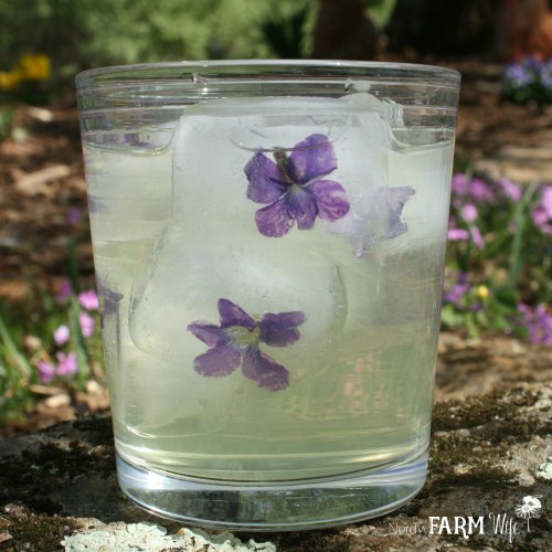 Violet Flowers in Ice Cubes