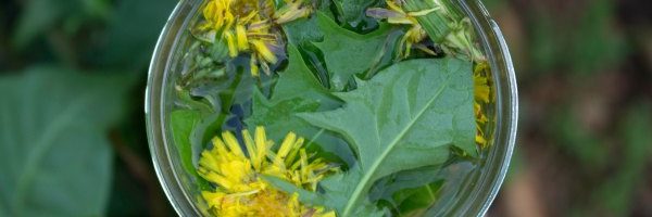 Dandelion Vinegar