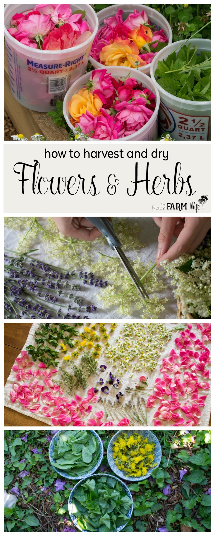 How to Harvest and Dry Flowers & Herbs From Your Garden (+printable chart)