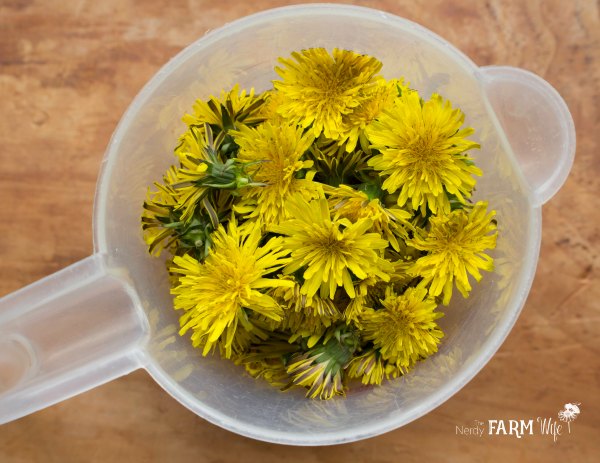 A cup of dandelion flowers