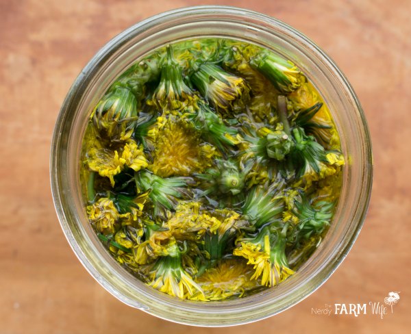 Dandelion Tea