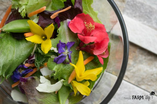 spring salad made of lettuce, carrots, and edible flowers such as forsythia, violets and flowering quince