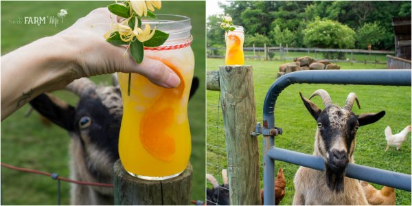 goat curious about glass of honeysuckle orangeade