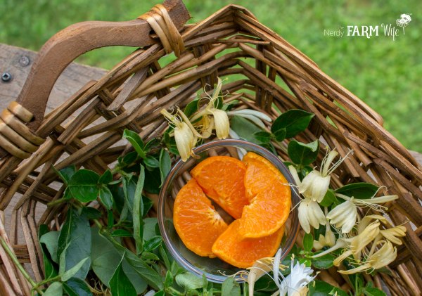 oranges and honeysuckle in a basket