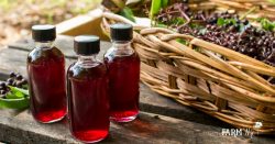 Bottles of Elderberry Tincture with Basket of Fresh Elderberries