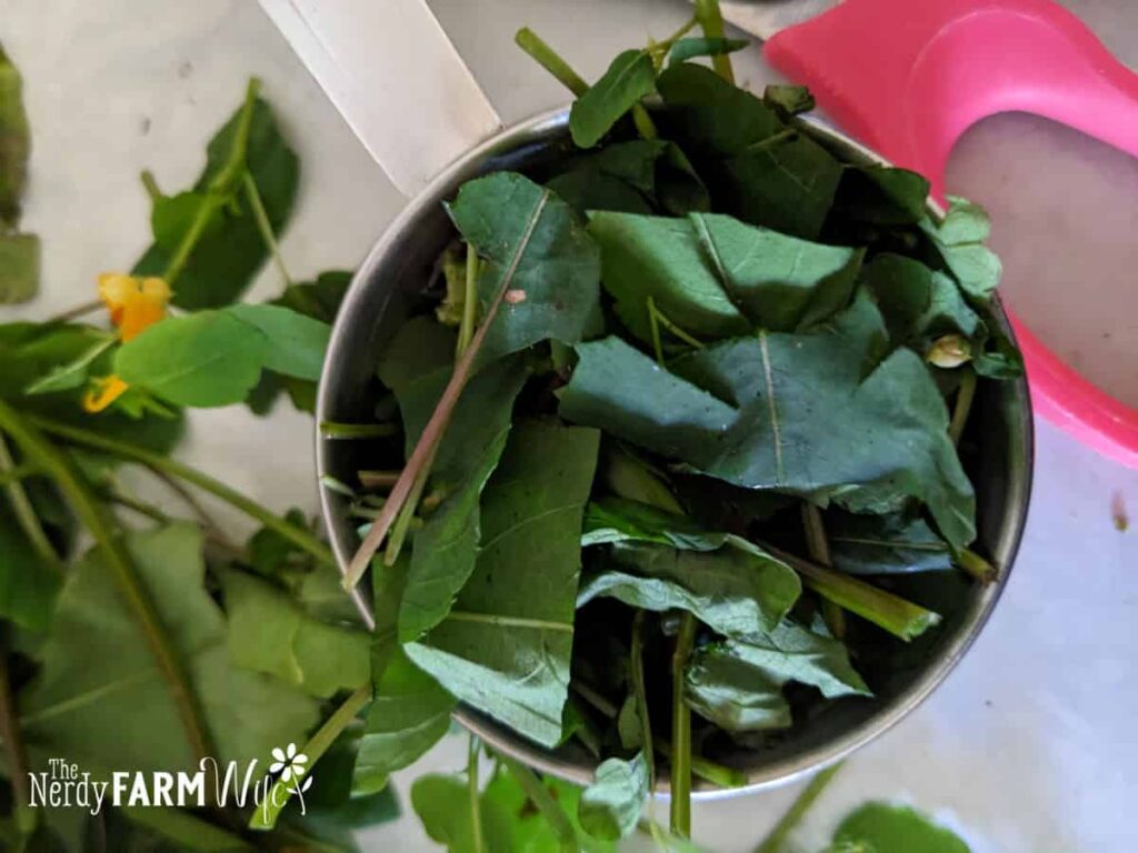 cup of fresh jewelweed leaves