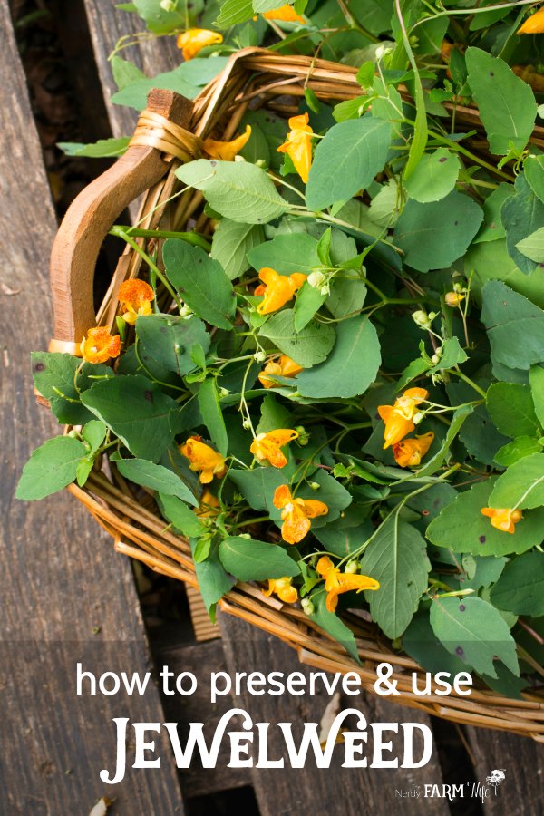 basket of fresh jewelweed