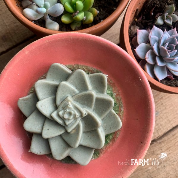 succulent shaped natural soap free clay cleansing bar on a pink handmade ceramic dish with potted succulent plants nearby